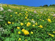 51 Tra distese di splendide fioriture